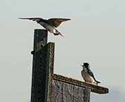 Picture/image of Tree Swallow