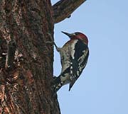 Picture/image of Red-breasted Sapsucker