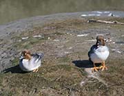 Picture/image of Common Goldeneye
