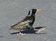 Picture/image of European Starling