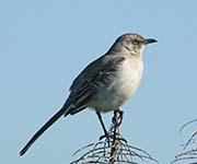 Picture/image of Northern Mockingbird
