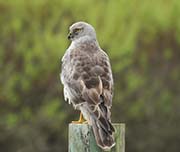 Picture/image of Northern Harrier