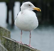 Picture/image of California Gull