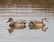 Picture/image of Gadwall