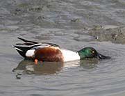 Picture/image of Northern Shoveler