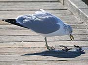Picture/image of California Gull