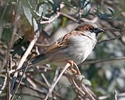 Picture/image of House Sparrow