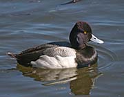 Picture/image of Lesser Scaup