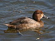 Picture/image of Redhead