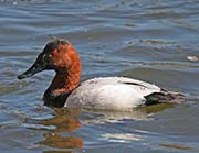 Picture/image of Canvasback