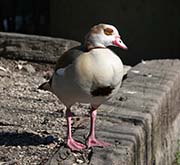 Picture/image of Egyptian Goose