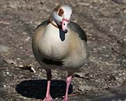 Picture/image of Egyptian Goose