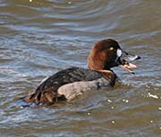 Picture/image of Greater Scaup