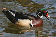 Picture/image of Wood Duck