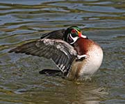 Picture/image of Wood Duck