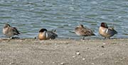 Picture/image of Green-winged Teal