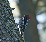 Picture/image of Red-breasted Sapsucker