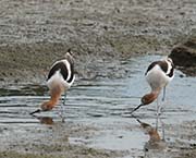 Picture/image of American Avocet