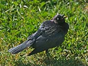 Picture/image of Brewer's Blackbird