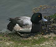 Picture/image of Lesser Scaup