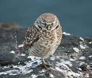 Picture/image of Burrowing Owl