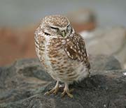 Picture/image of Burrowing Owl