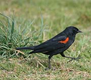 Picture/image of Red-winged Blackbird