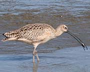 Picture/image of Long-billed Curlew