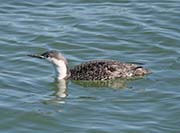 Picture/image of Red-throated Loon