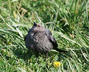Picture/image of Brewer's Blackbird
