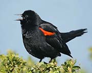 Picture/image of Red-winged Blackbird