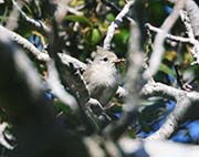 Picture/image of Oak Titmouse