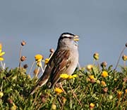 White-crowned Sparrow