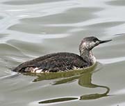 Picture/image of Red-throated Loon