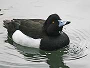 Picture/image of Tufted Duck