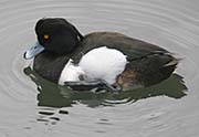Picture/image of Tufted Duck