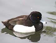 Picture/image of Tufted Duck