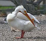 Picture/image of American White Pelican