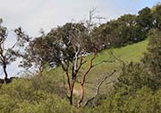 Picture/image of Briones Regional Park