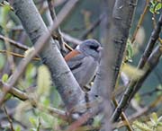 Picture/image of Gray-headed Junco