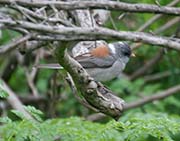 Picture/image of Gray-headed Junco
