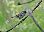 Gray-headed Junco
