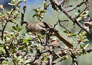 Picture/image of Rufous-crowned Sparrow