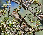Rufous-crowned Sparrow