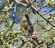 Picture/image of Rufous-crowned Sparrow