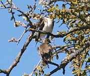Picture/image of Northern Rough-winged Swallow
