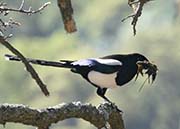 Picture/image of Yellow-billed Magpie