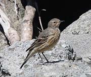 American Pipit