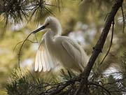 Picture/image of Snowy Egret