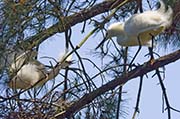 Picture/image of Snowy Egret